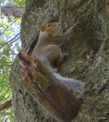 Sciurus carolinensis