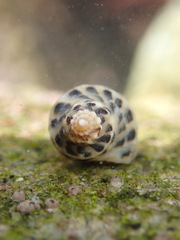Acanthinucella paucilirata