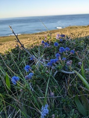 Ceanothus hearstiorum