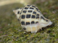 Acanthinucella paucilirata