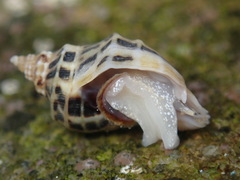 Acanthinucella paucilirata