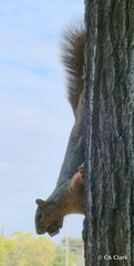Sciurus niger