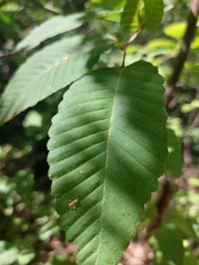 Nothofagus alpina