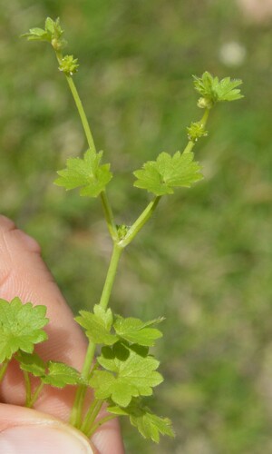 Image of Ranunculus platensis by (c) Dan Johnson, some rights reserved (CC BY)