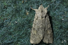 Lithophane ornitopus