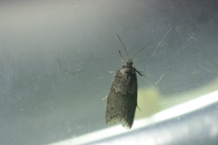 Tortricodes alternella