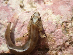 Paraclinus integripinnis