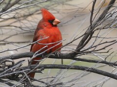 Cardinalis cardinalis superbus