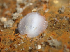 Conualevia alba