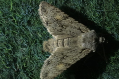 Lithophane ornitopus