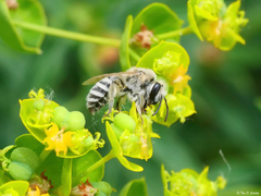 Colletes phaceliae