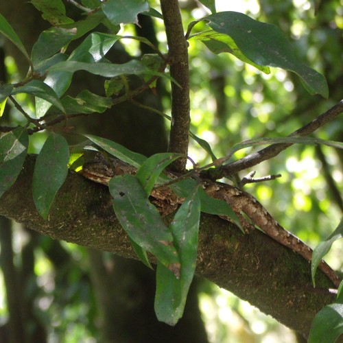 Mokopirirakau southern