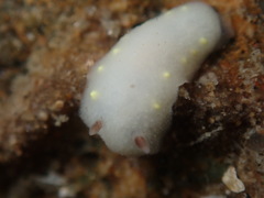 Cadlina flavomaculata