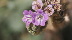 Phacelia crenulata minutiflora