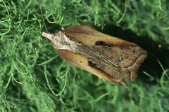 Acleris cristana