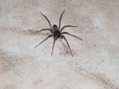 Corinninae