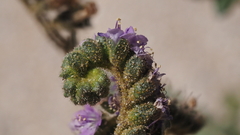 Phacelia crenulata minutiflora
