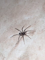 Corinninae