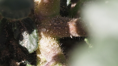 Phacelia crenulata minutiflora