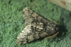 Apocheima hispidaria