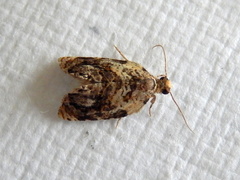 Acroceuthes metaxanthana