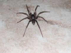 Corinninae