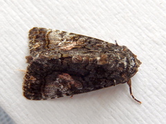 Aedia leucomelas