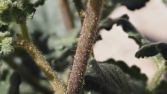 Phacelia crenulata minutiflora