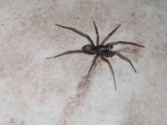Corinninae