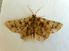 Aeolochroma hypochromaria