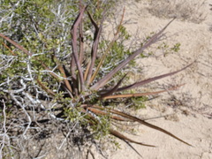 Agave angustifolia