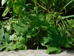 Camonea vitifolia