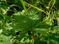 Camonea vitifolia