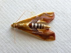 Agathodes ostentalis