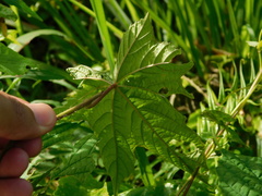 Camonea vitifolia