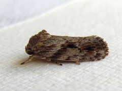 Agriophara confertella