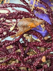 Pteria colymbus