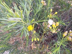 Senecio subulatus