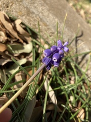 Muscari botryoides