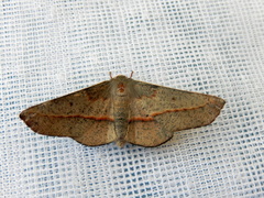 Antictenia punctunculus