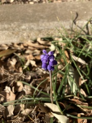 Muscari botryoides