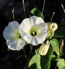 Ipomoea corymbosa