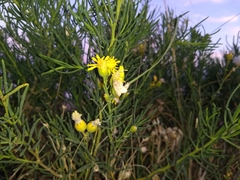 Senecio subulatus
