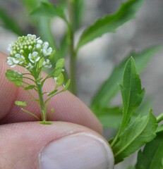 Lepidium virginicum