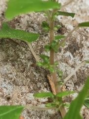 Parietaria hespera