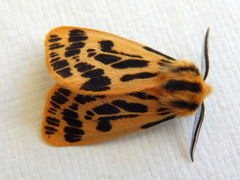 Ardices curvata