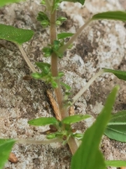 Parietaria hespera