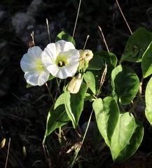 Ipomoea corymbosa