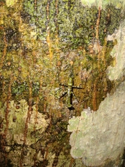 Liturgusa maya
