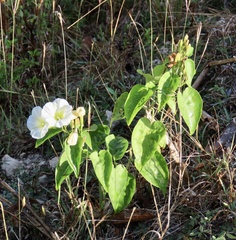 Ipomoea corymbosa